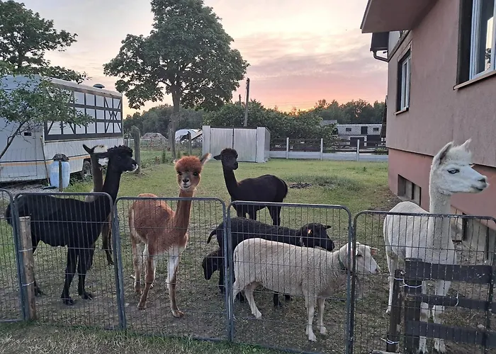 Malary Daire Jaroszewy